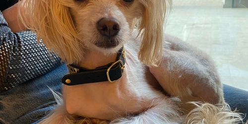 Blog Petsitters