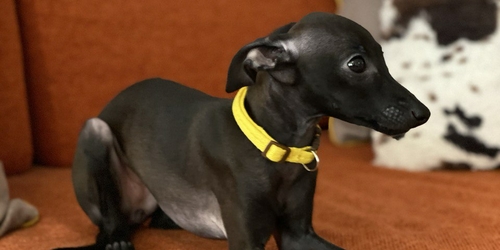 Blog Petsitters