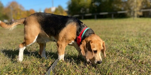 Blog Petsitters